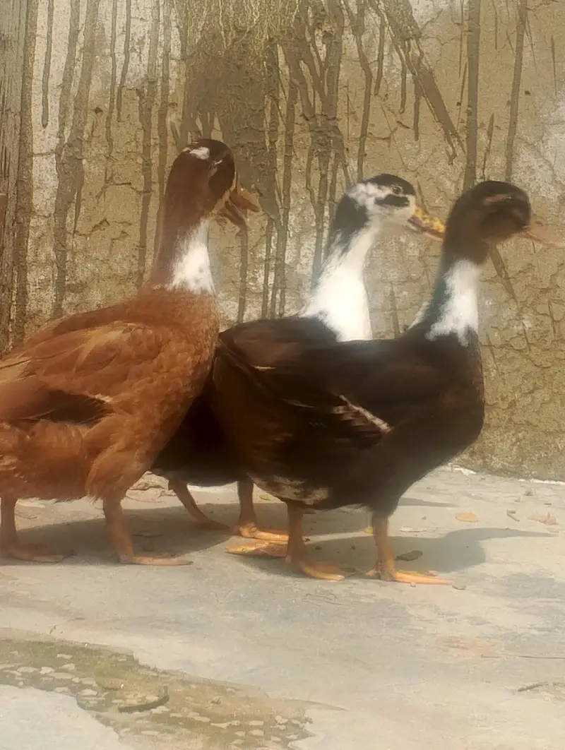 ducks for sale — photo 6