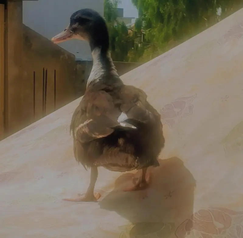 ducks for sale — photo 7