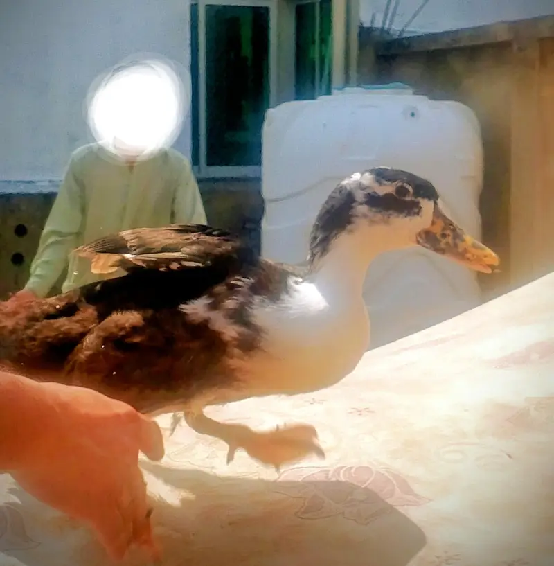 ducks for sale — photo 8