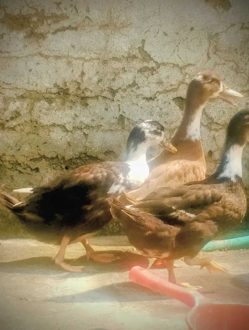 ducks for sale — photo 9