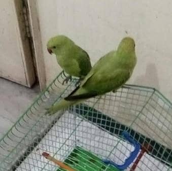Parrots Ringneck Green Pair (طوطے پٹھے) 03011130470