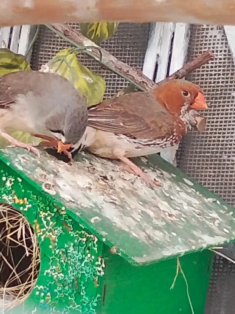 Sparrows for sale — photo 2