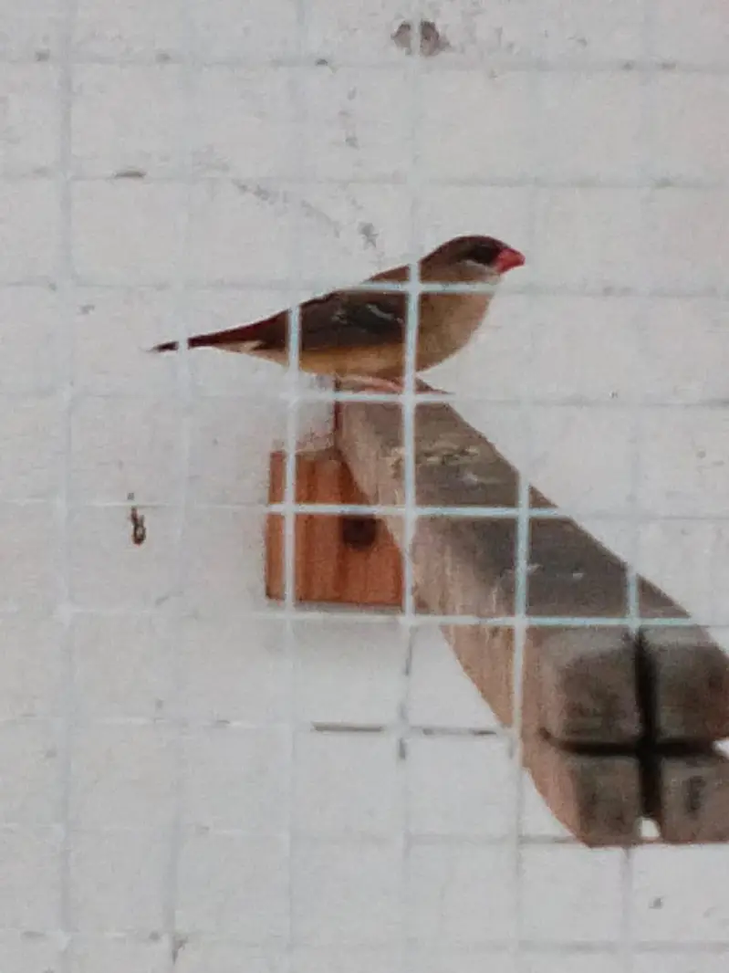 Sparrows for sale — photo 3