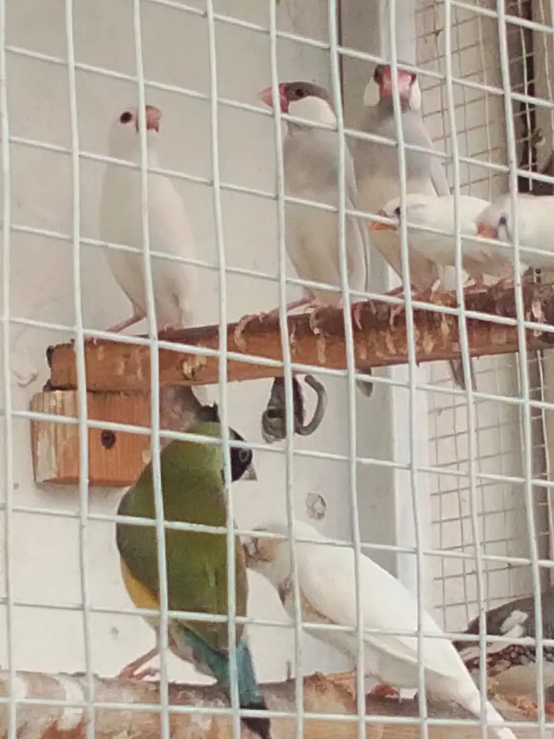 Sparrows for sale — photo 6