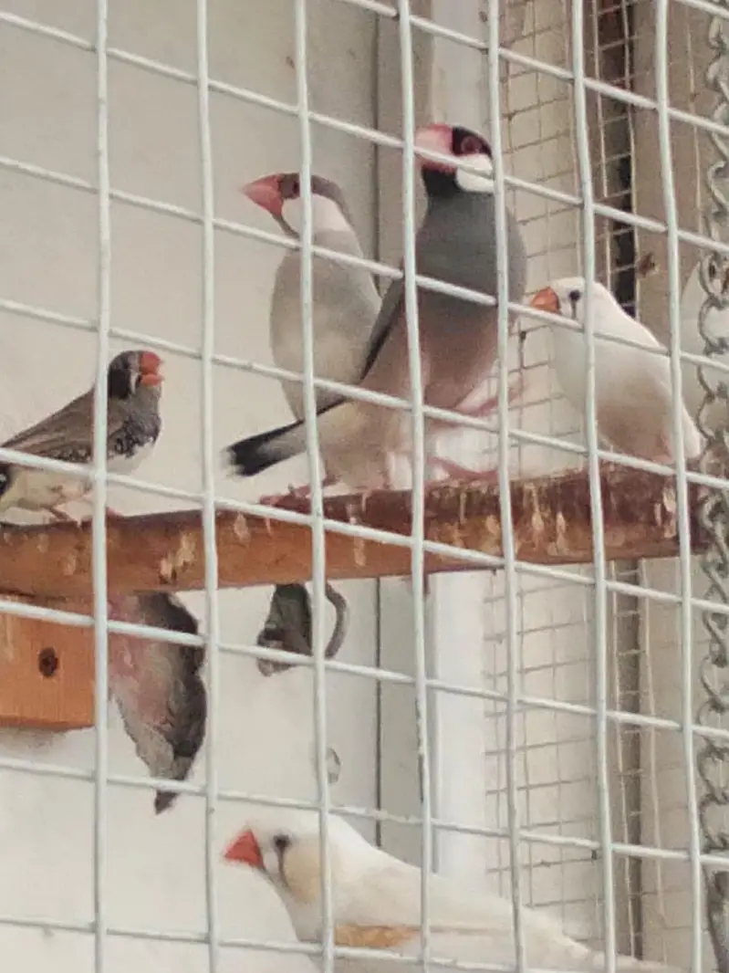 Sparrows for sale — photo 9