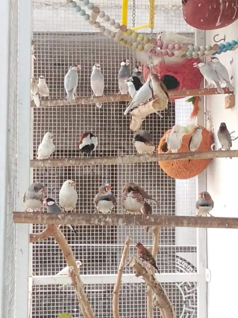 Sparrows for sale — photo 10