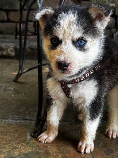 Beautiful Siberian Husky Puppy Available for Sale!