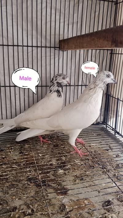 pigeon