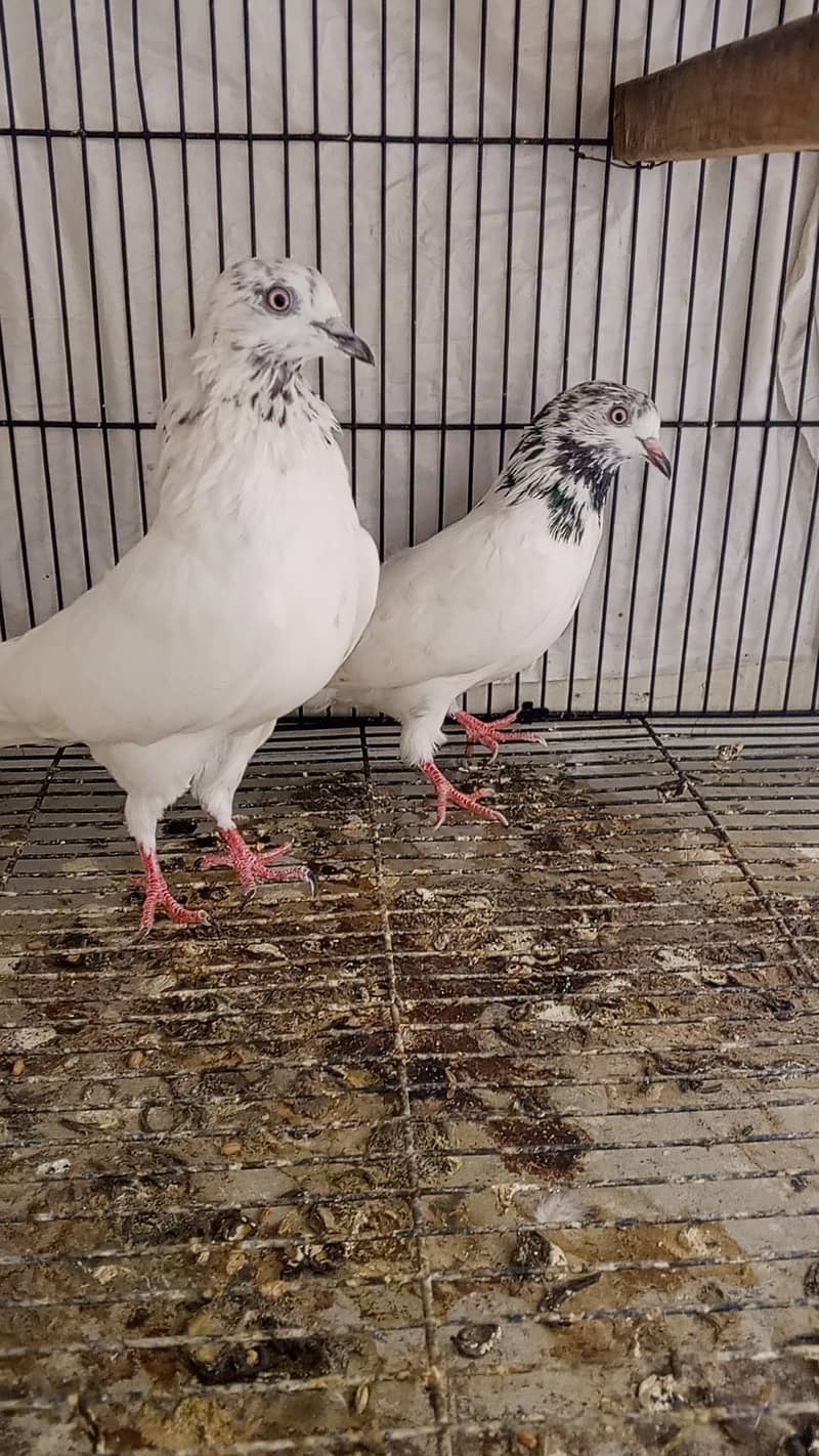 pigeon 1