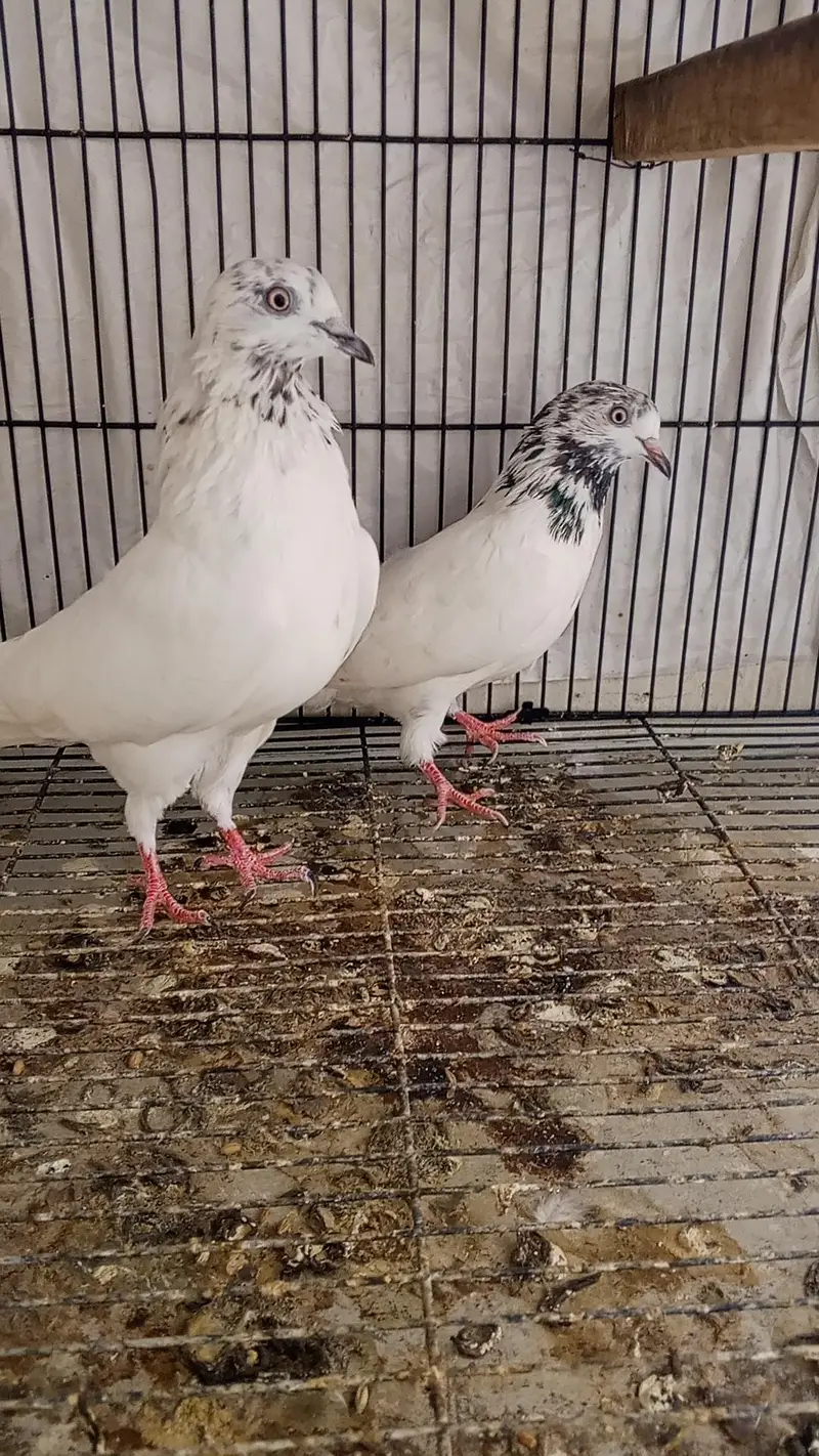pigeon — photo 2