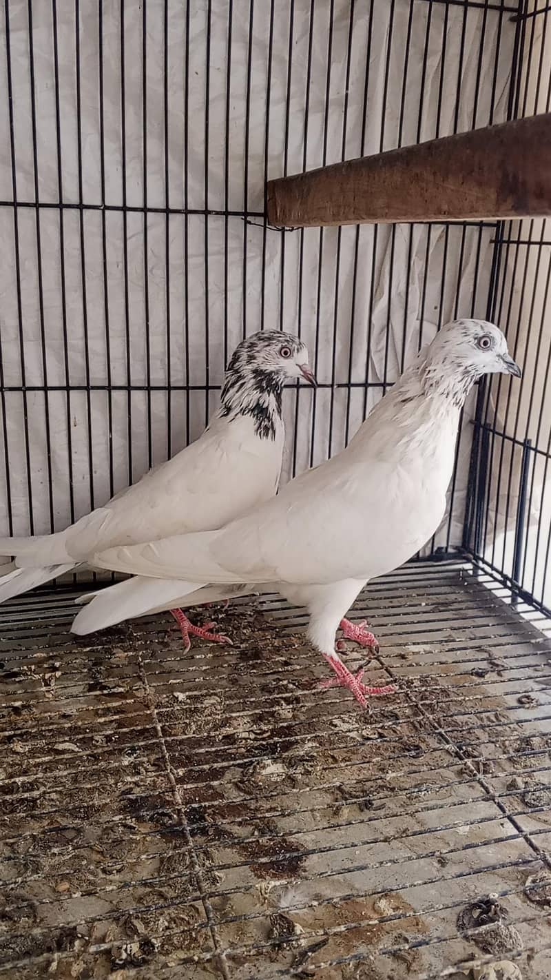 pigeon 2