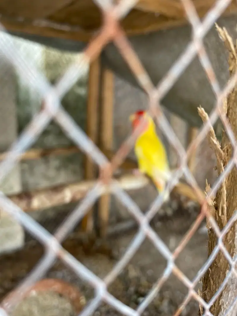 canfrom breeding pair — photo 2