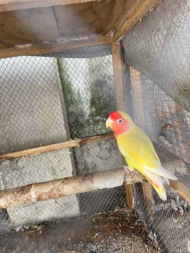 canfrom breeding pair 2
