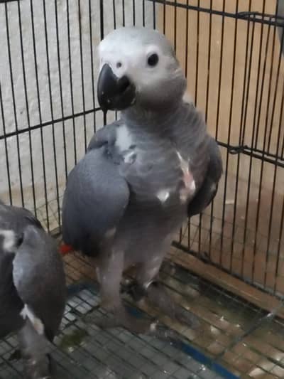 GREY parrot Congo size chick silver colour