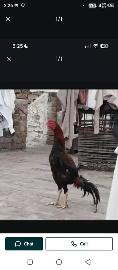 Aseel mianwali lakha murg