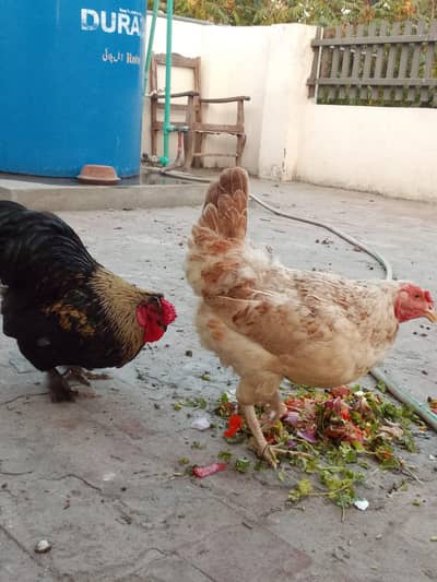 Fancy bantam murga desi hen egg laying