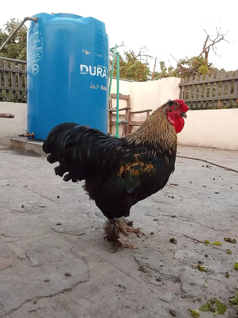 Fancy bantam murga desi hen egg laying — photo 2