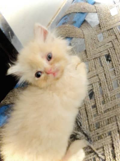 Persian cat for sale golden brown