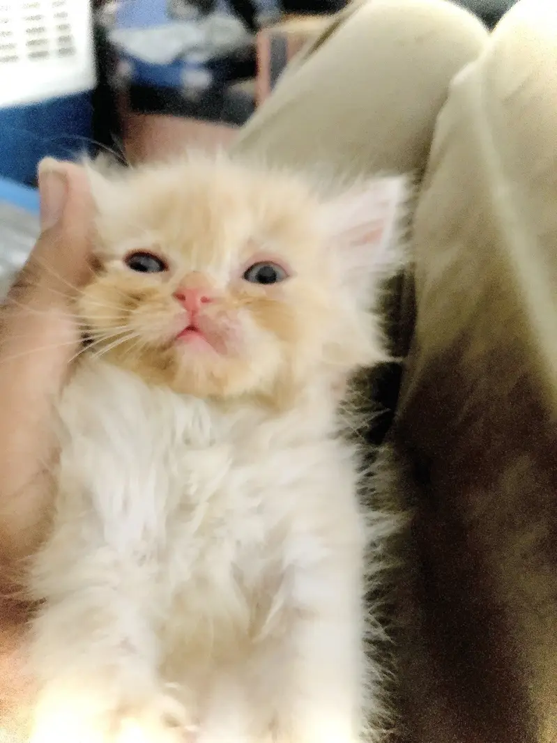 Persian cat for sale golden brown — photo 2