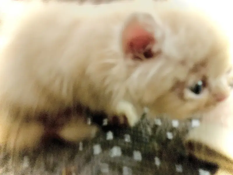 Persian cat for sale golden brown — photo 3