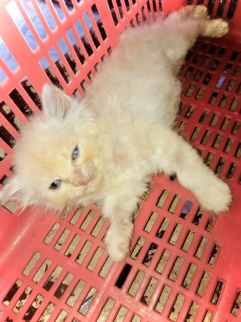 Persian cat for sale golden brown — photo 4