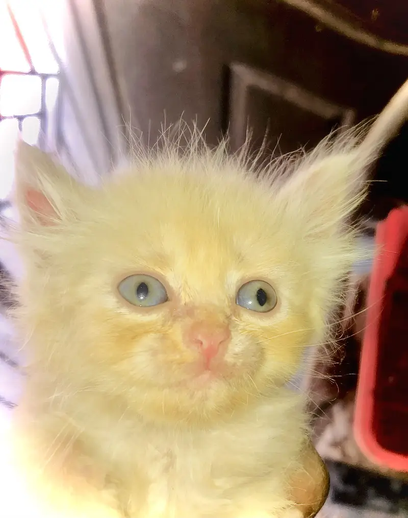 Persian cat for sale golden brown — photo 5