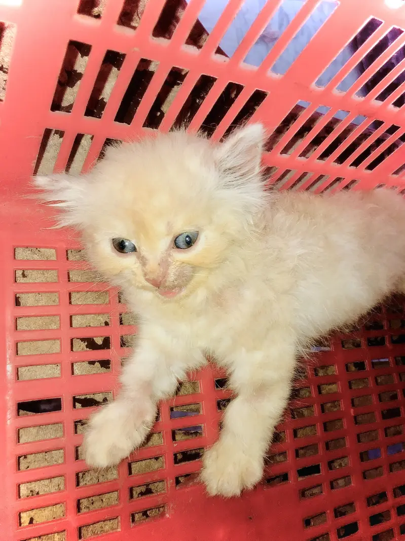 Persian cat for sale golden brown — photo 6