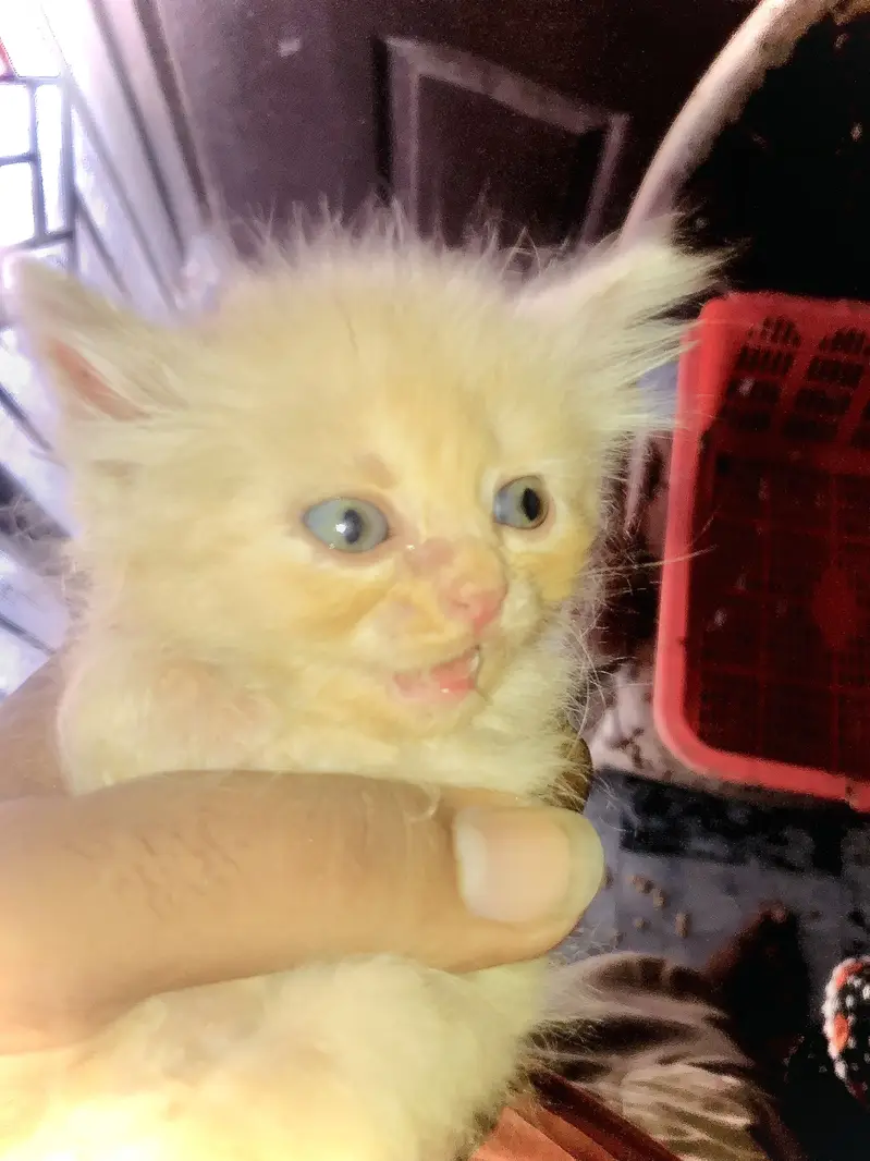 Persian cat for sale golden brown — photo 7