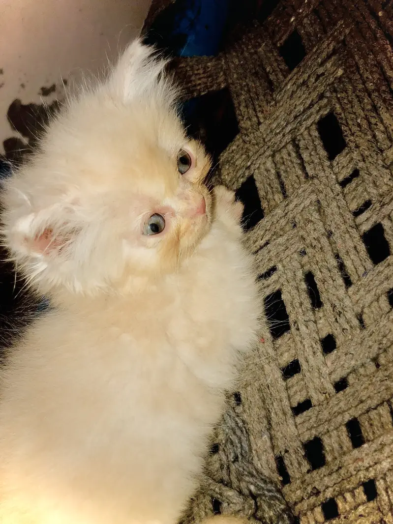 Persian cat for sale golden brown — photo 8