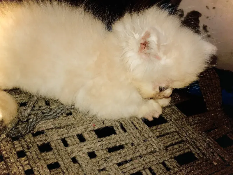 Persian cat for sale golden brown — photo 9