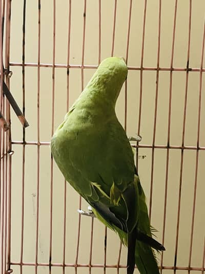 Parrot