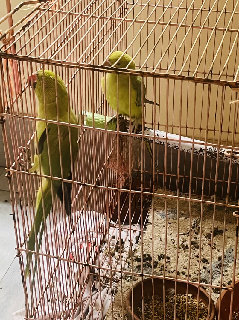 Parrot 1