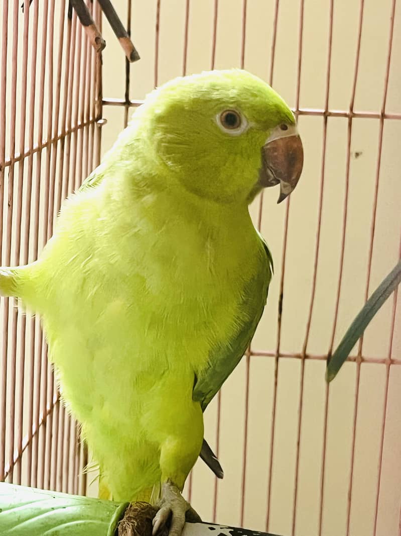 Parrot 2