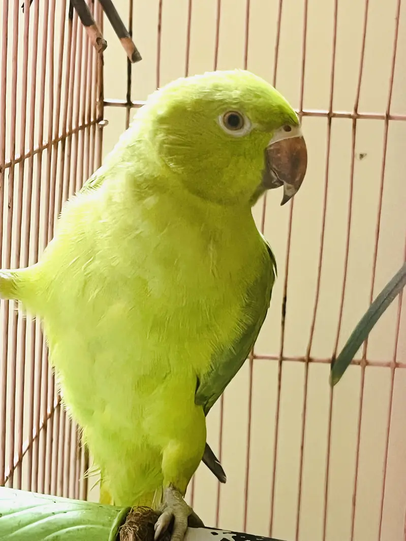 Parrot — photo 3