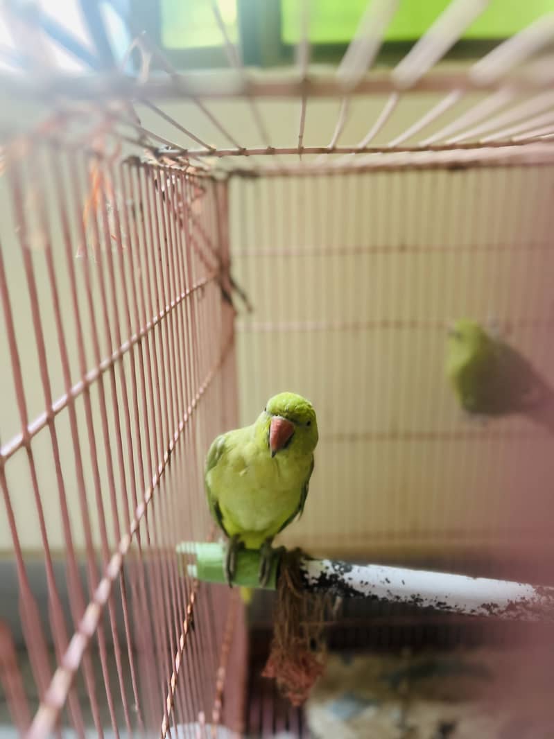 Parrot 3