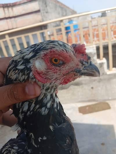 ASEEL HENS FOR SALE