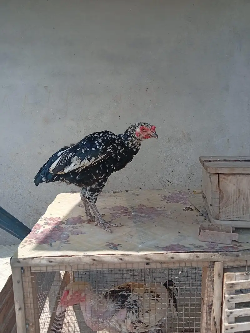 ASEEL HENS FOR SALE — photo 3