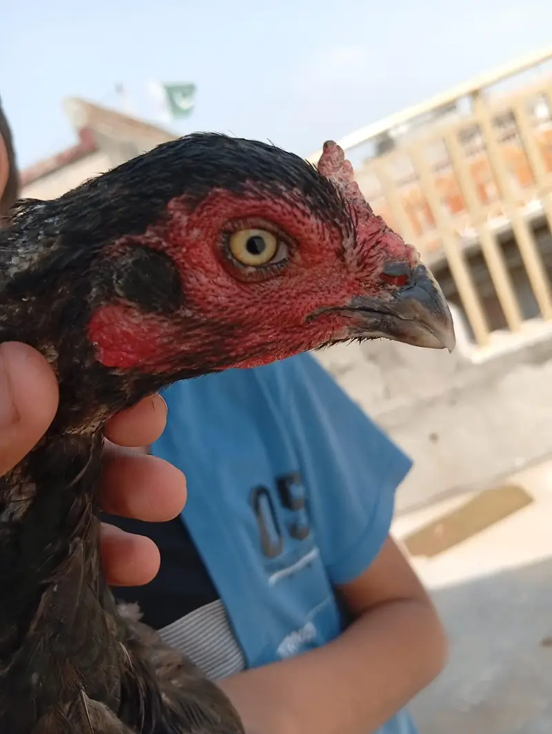 ASEEL HENS FOR SALE — photo 4