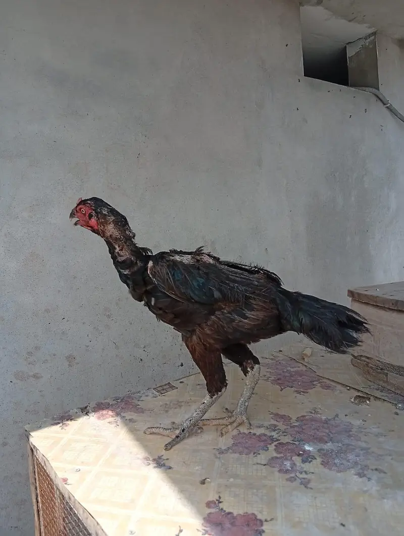 ASEEL HENS FOR SALE — photo 6