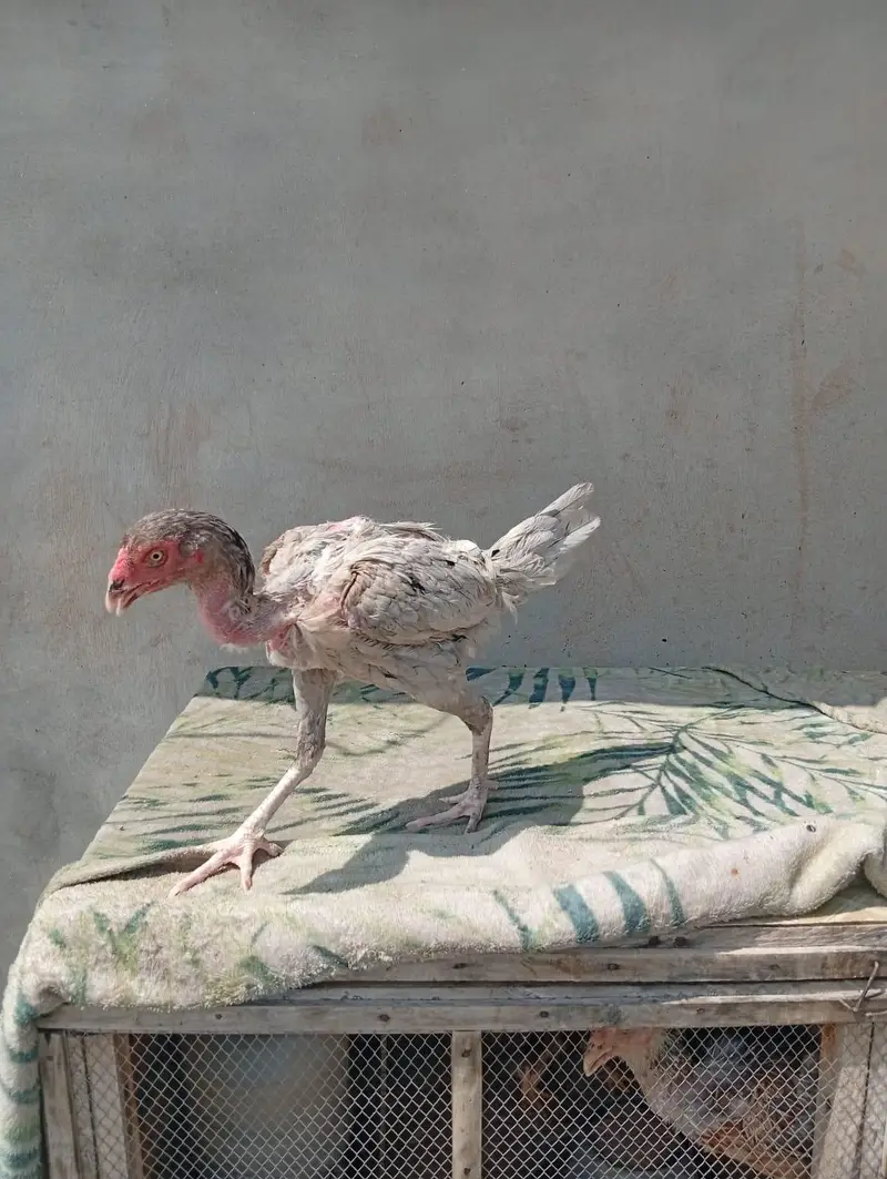ASEEL HENS FOR SALE — photo 8