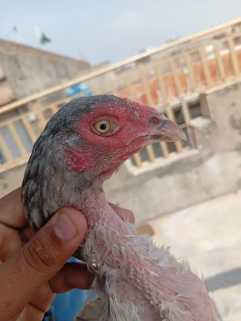 ASEEL HENS FOR SALE — photo 9