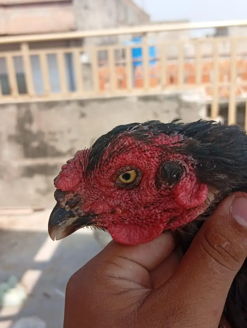 ASEEL HENS FOR SALE — photo 10