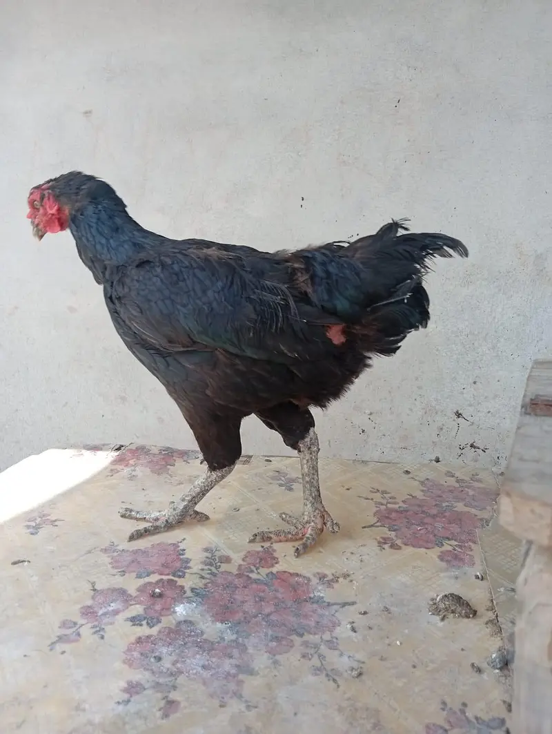ASEEL HENS FOR SALE — photo 12