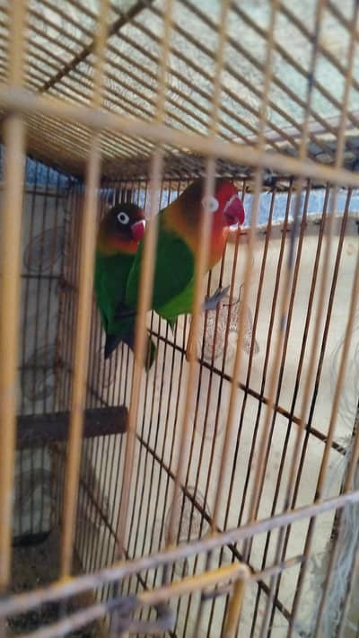 love birds for sale