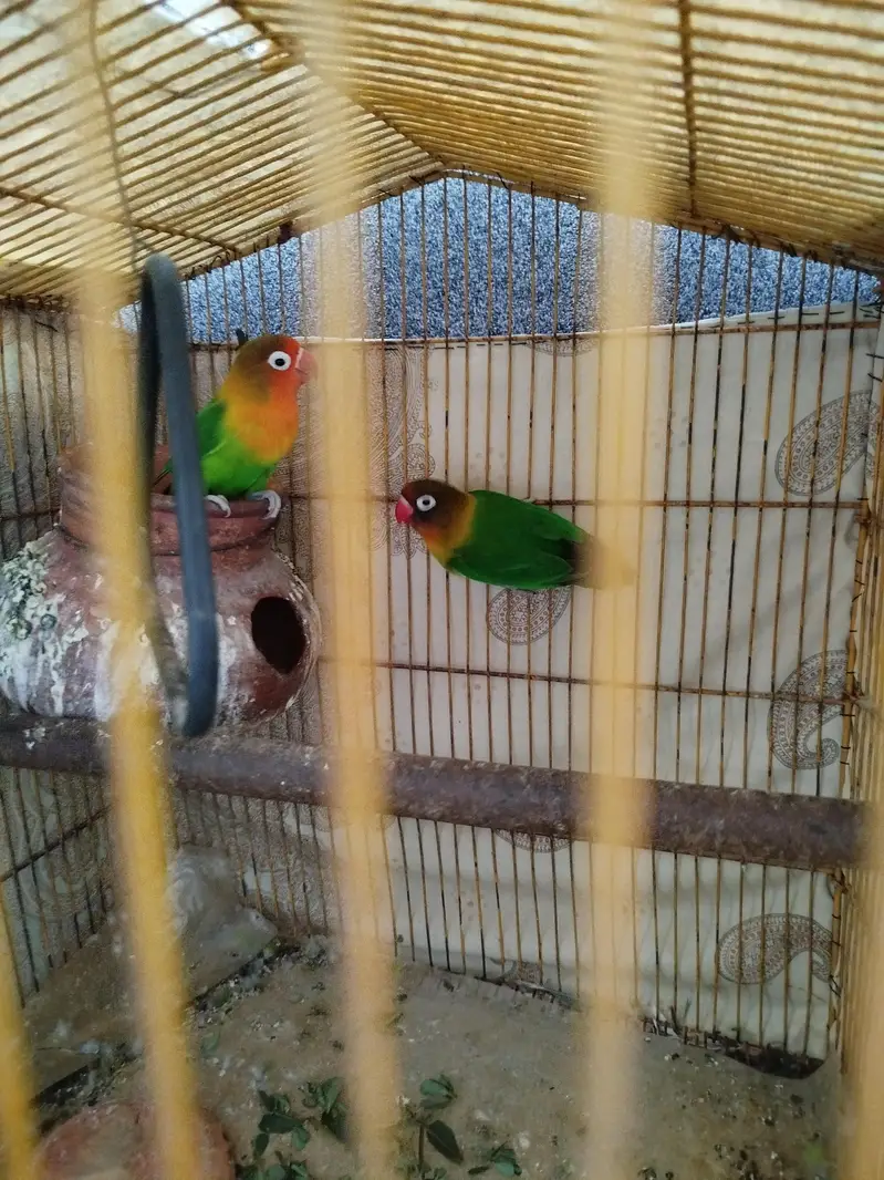 love birds for sale — photo 2