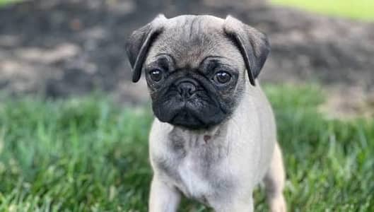 Pug puppies available for new home