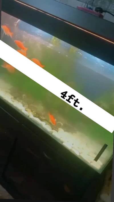 . . . . .