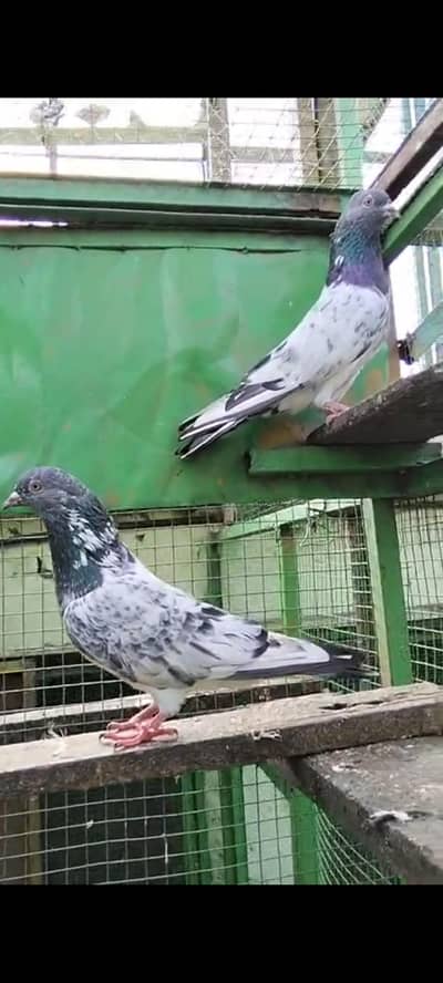 tadi pigeons