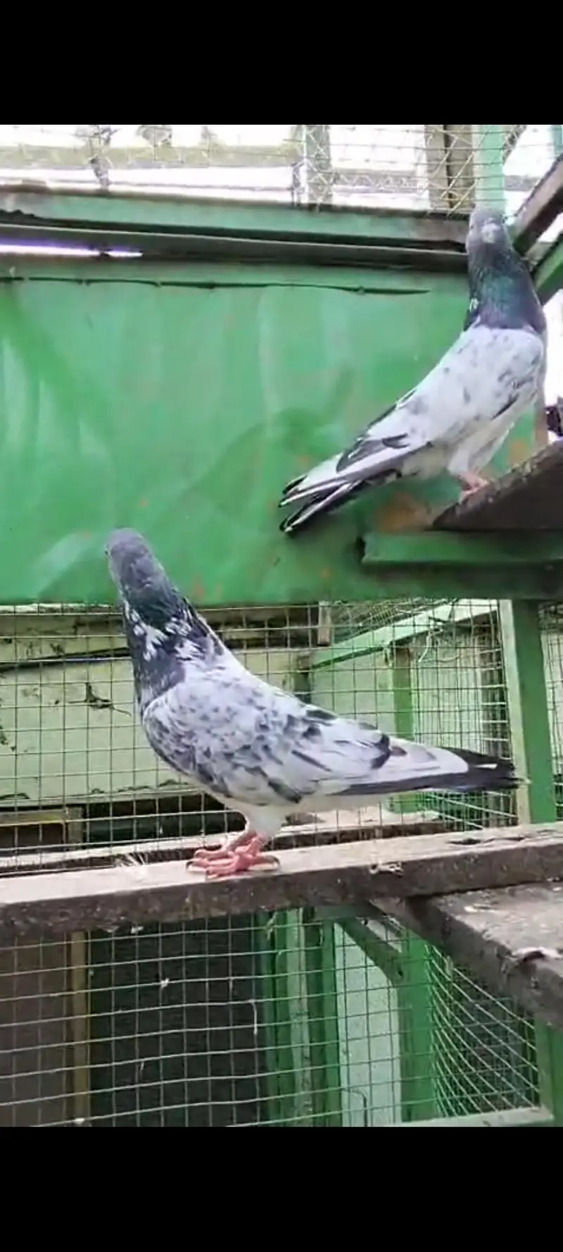 tadi pigeons — photo 2