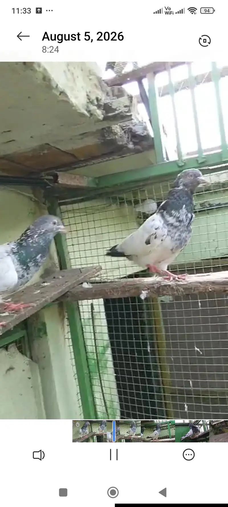 tadi pigeons — photo 3